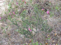Lavoisiera
