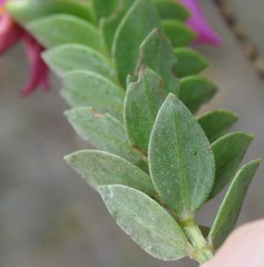 Lavoisiera
