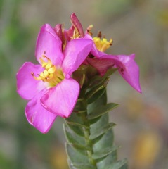 Lavoisiera