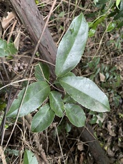 Hippocratea volubilis