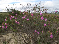 Lavoisiera