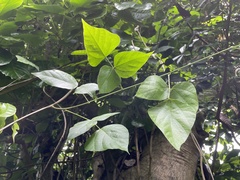 Rhynchosia phaseoloides