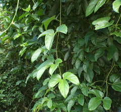 Gurania lobata