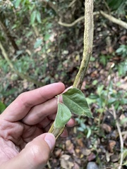 Rhynchosia phaseoloides