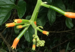 Gurania lobata