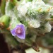 Hohenbergia leopoldo-horstii - Photo (c) Rich Hoyer, μερικά δικαιώματα διατηρούνται (CC BY-NC-SA), uploaded by Rich Hoyer
