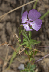 Clarkia dudleyana