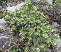 Clusia obdeltifolia