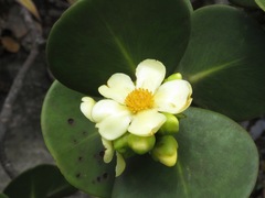 Clusia obdeltifolia