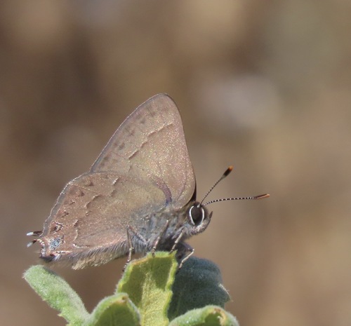Hedgerow Hairstreak photo 5