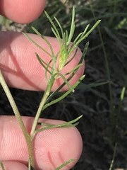 Ipomopsis laxiflora