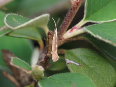 Plutella xylostella-australiana
