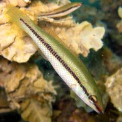 Little Weed-Whiting photo 2