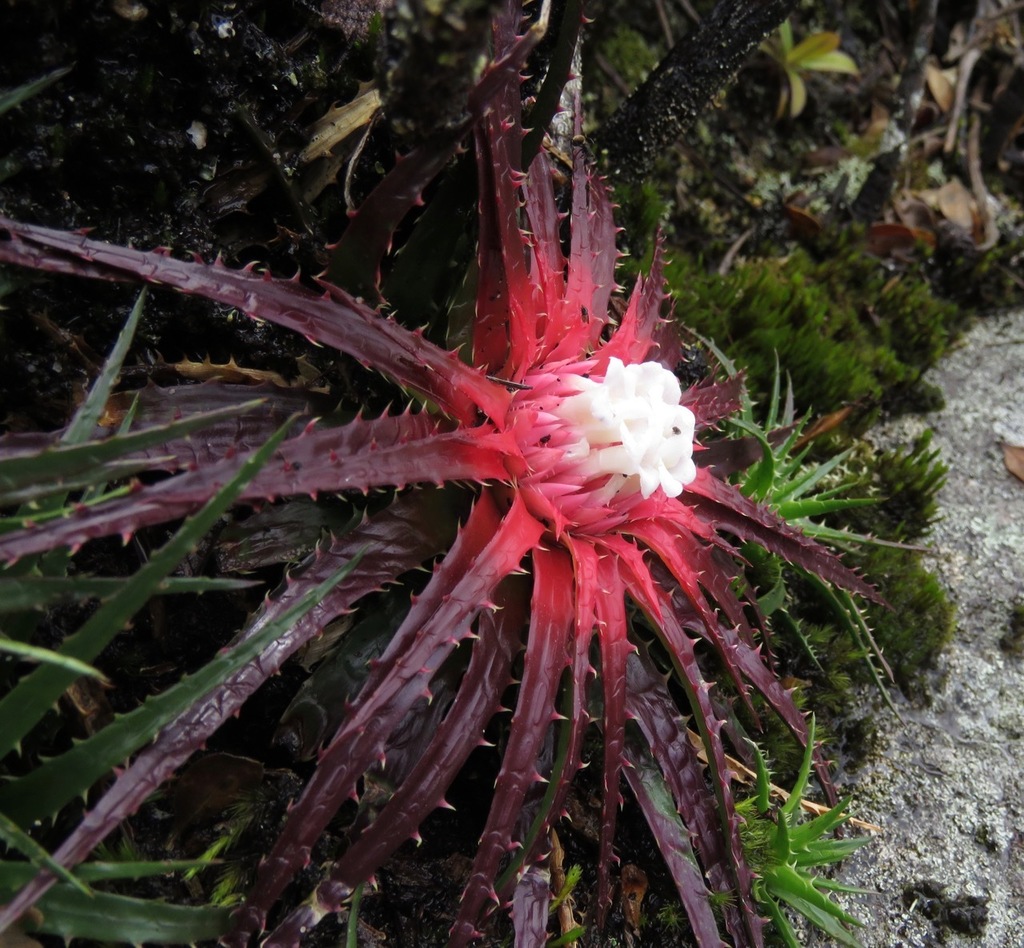 Sincoraea