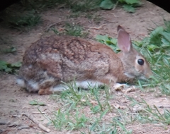 Sylvilagus floridanus