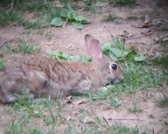 Sylvilagus floridanus