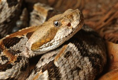 Timber Rattlesnake - Photo (c) Zach Lim, some rights reserved (CC BY-NC), uploaded by Zach Lim
