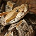Timber Rattlesnake - Photo (c) Zach Lim, some rights reserved (CC BY-NC), uploaded by Zach Lim