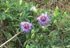 Passiflora cincinnata