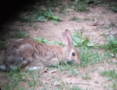 Sylvilagus floridanus