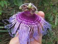 Passiflora cincinnata