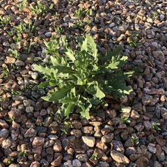 Dimorphocarpa wislizeni