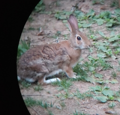 Sylvilagus floridanus