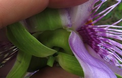 Passiflora cincinnata