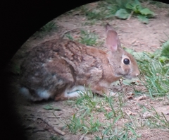 Sylvilagus floridanus