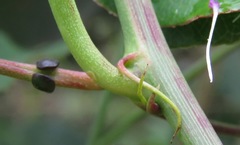 Passiflora cincinnata