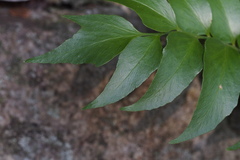 Cyrtomium fortunei