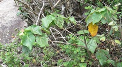 Pavonia luetzelburgii