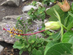 Pavonia luetzelburgii