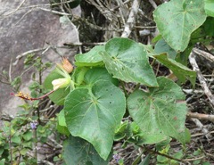 Pavonia luetzelburgii