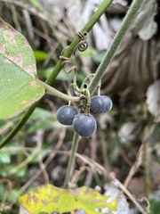 Passiflora sexflora