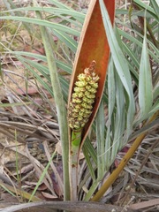 Allagoptera campestris