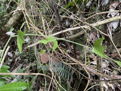 Passiflora sexflora