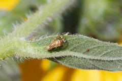 Chaetorellia succinea
