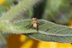 Chaetorellia succinea