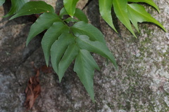 Cyrtomium fortunei