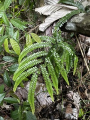 Adiantum pyramidale