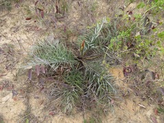 Allagoptera campestris