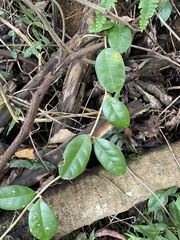 Schlegelia brachyantha