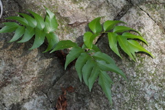 Cyrtomium fortunei