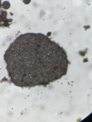 Fuligo septica candida