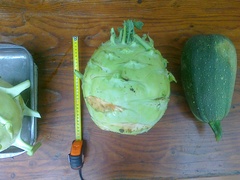 Brassica oleracea gongylodes