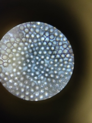 Fuligo septica candida