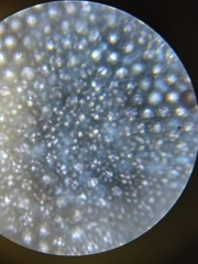Fuligo septica candida