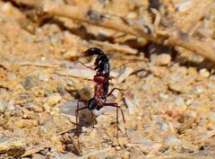 Cataglyphis nodus