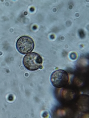 Fuligo septica candida